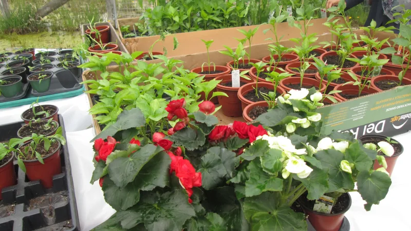 Potted seedlings and flowering plants arranged on tables